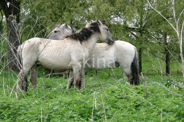 Konik horse (Equus spp)