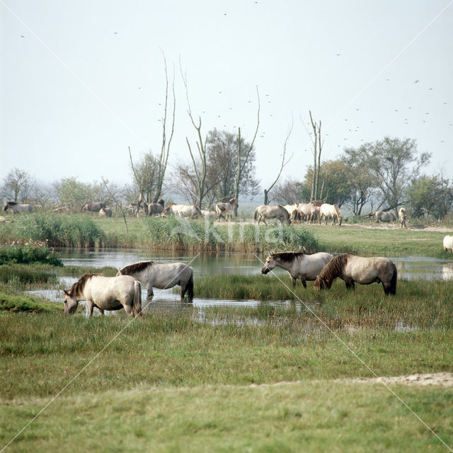 Konik horse  (Equus spp)