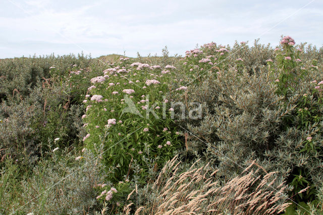 Hemp-agrimony (Eupatorium cannabinum)