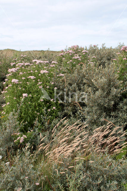 Hemp-agrimony (Eupatorium cannabinum)