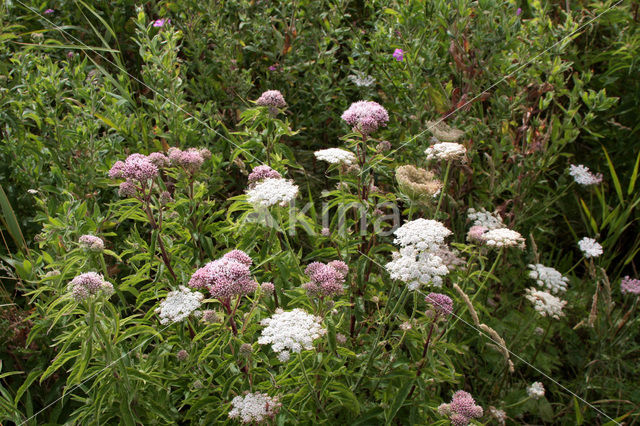 Hemp-agrimony (Eupatorium cannabinum)