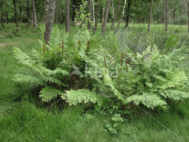 Koningsvaren (Osmunda regalis)