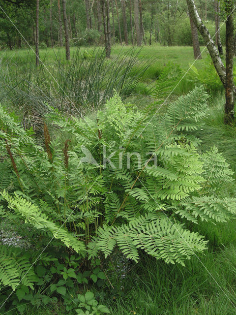 Koningsvaren (Osmunda regalis)