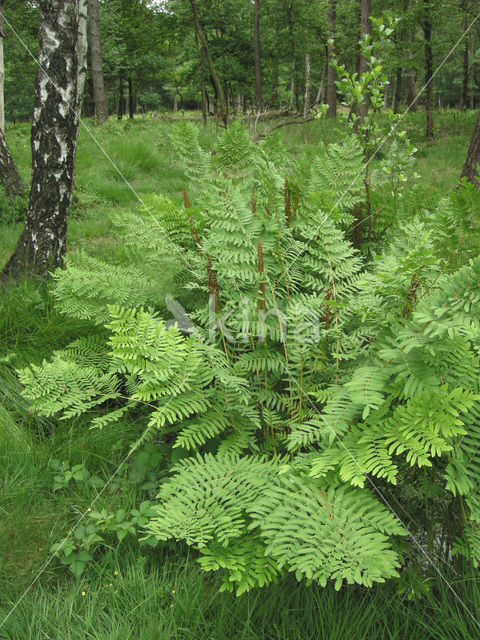 Koningsvaren (Osmunda regalis)