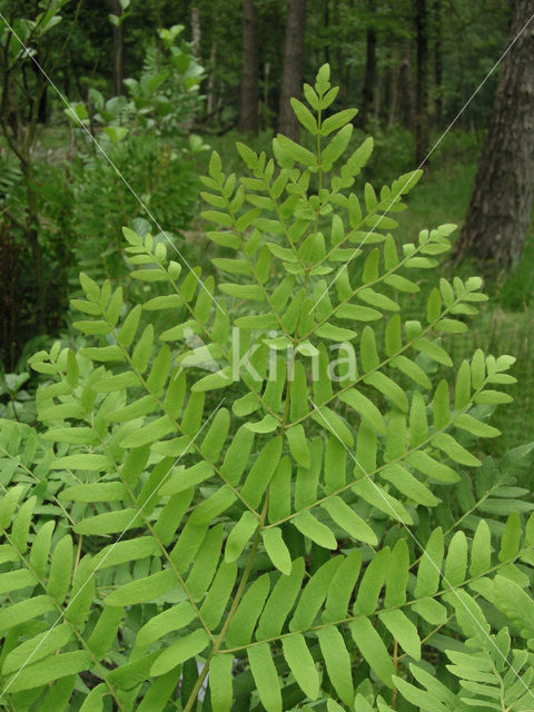 Koningsvaren (Osmunda regalis)