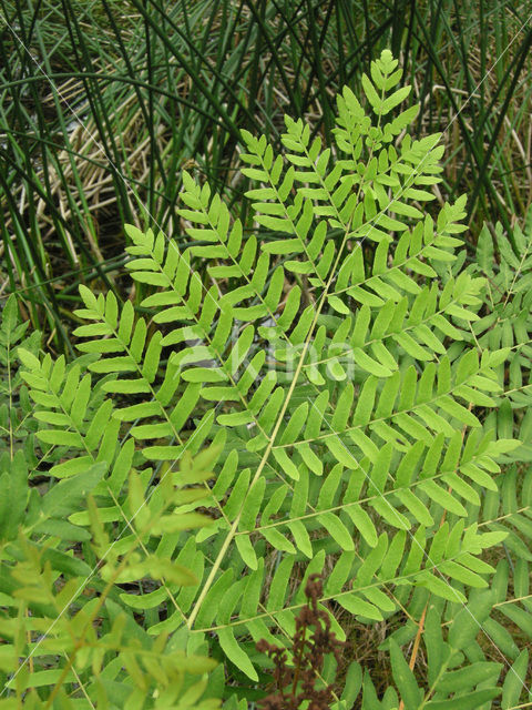 Royal Fern (Osmunda regalis)