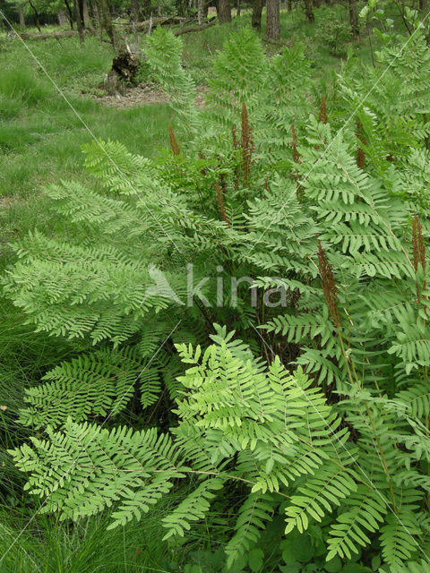 Koningsvaren (Osmunda regalis)