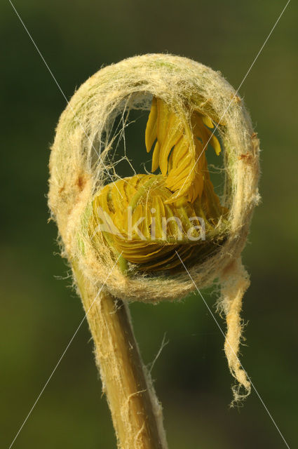 Koningsvaren (Osmunda regalis)