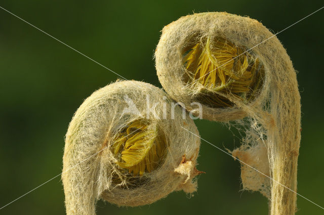 Royal Fern (Osmunda regalis)