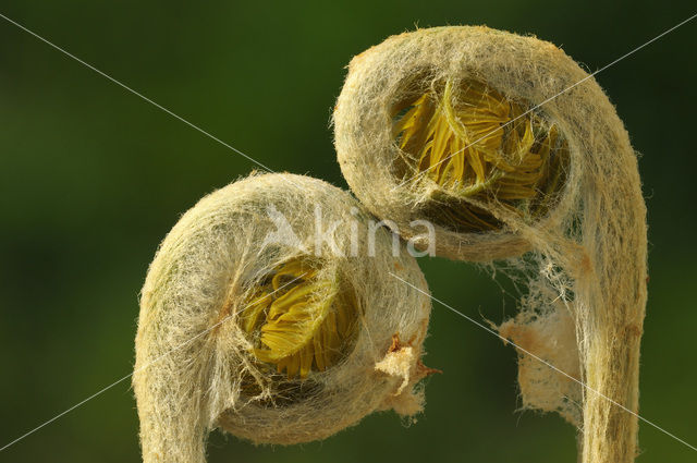 Koningsvaren (Osmunda regalis)