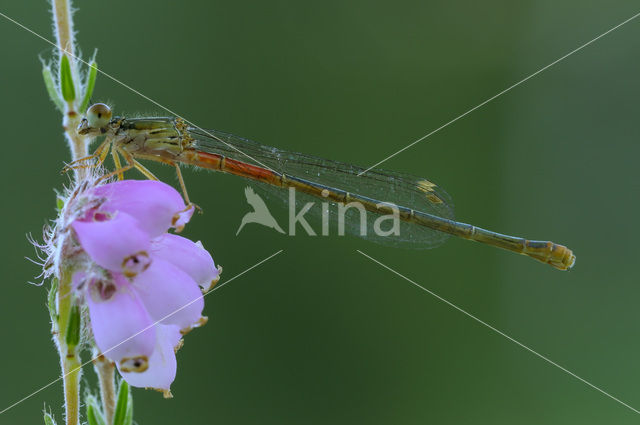 Koraaljuffer (Ceriagrion tenellum f. typica)