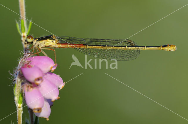 Koraaljuffer (Ceriagrion tenellum f. typica)