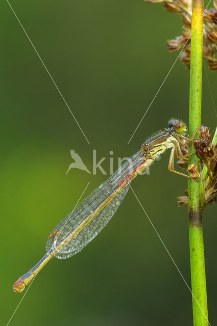 Koraaljuffer (Ceriagrion tenellum)