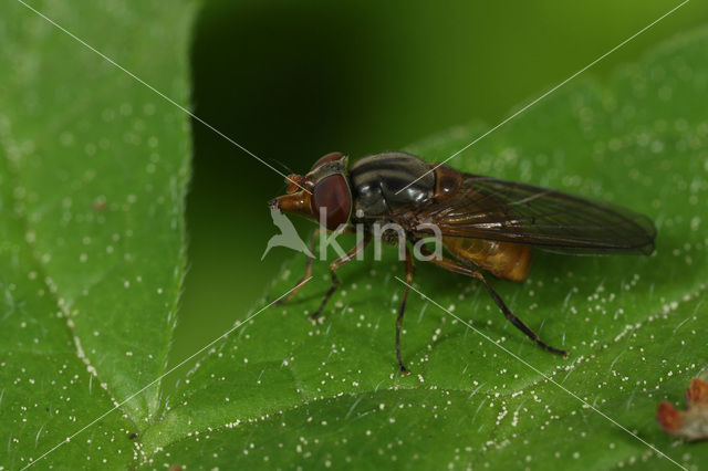 Kortsnuitvlieg (Rhingia borealis)