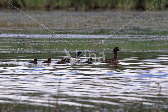 Tufted Duck (Aythya fuligula)