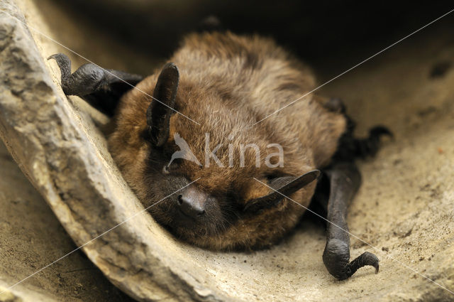 Serotine (Eptesicus serotinus)