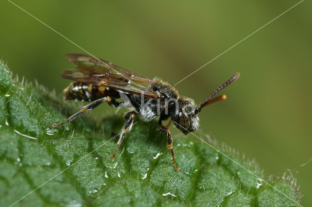 Wasp-bee (Nomada distinguenda)
