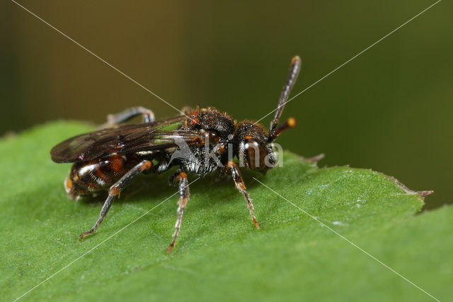 Wasp-bee (Nomada distinguenda)