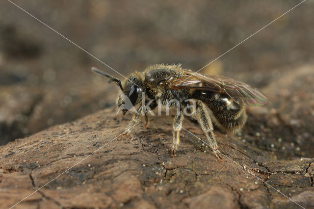 Lasioglossum tricinctum