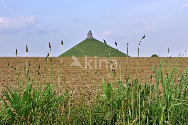 Butte du Lion