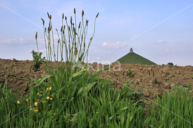Butte du Lion