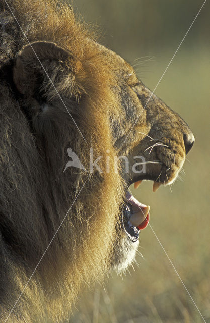 Lion (Panthera leo)