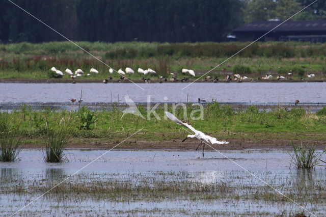 Eurasian Spoonbill (Platalea leucorodia)