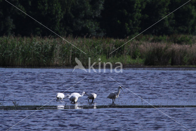 Lepelaar (Platalea leucorodia)