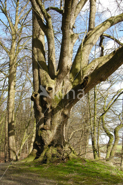 Lime (Tilia)