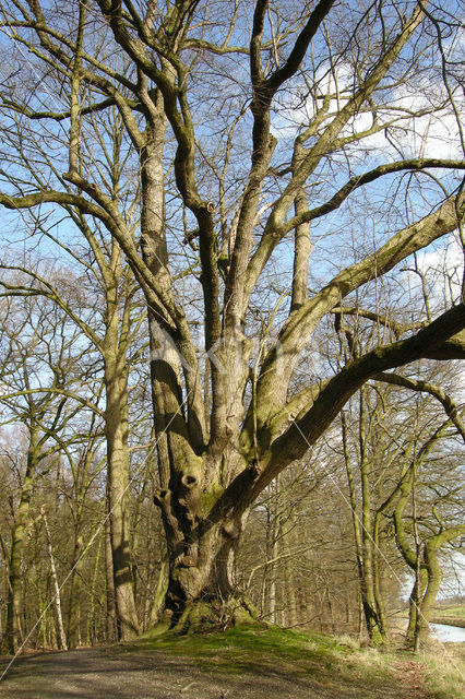 Lime (Tilia)