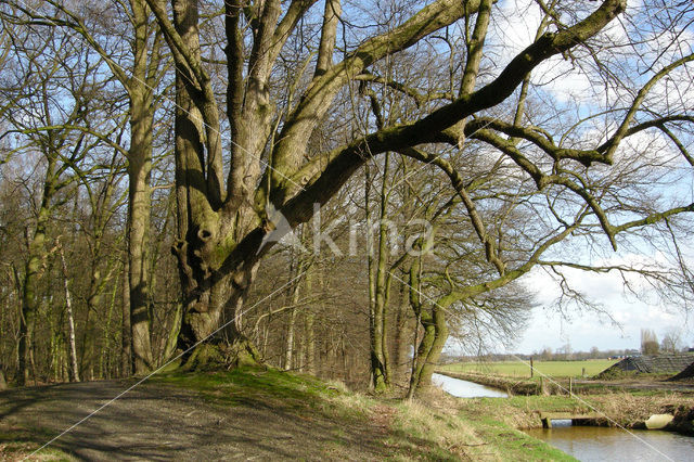 Lime (Tilia)