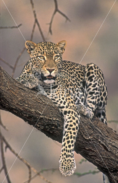 Leopard (Panthera pardus)