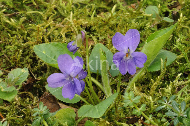 Sweet Violet (Viola odorata)