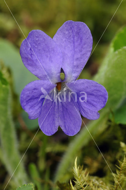 Maarts viooltje (Viola odorata)