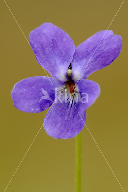 Sweet Violet (Viola odorata)