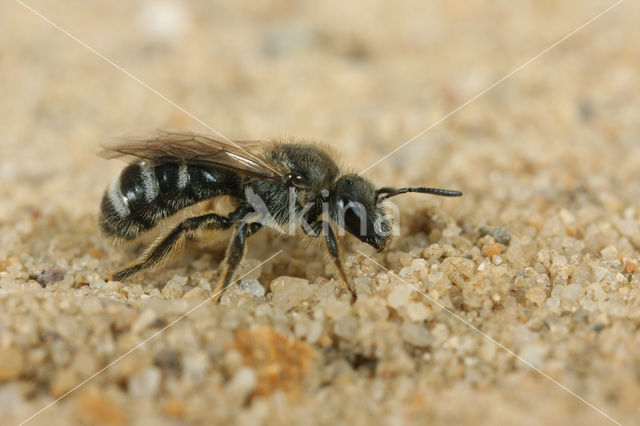 Matte bandgroefbij (Lasioglossum leucozonium)