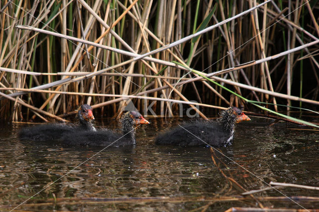 Meerkoet (Fulica atra)