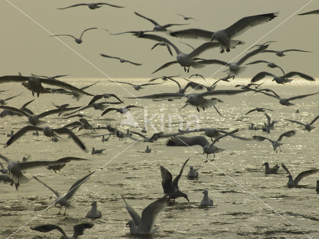 gull (Larus spec.)