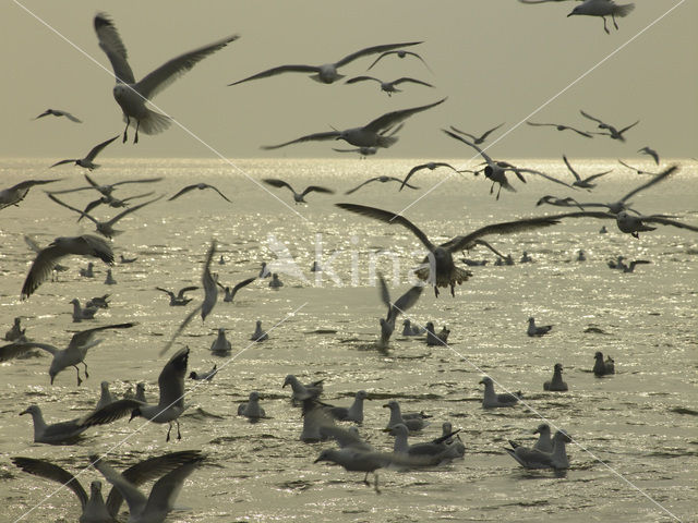 gull (Larus spec.)