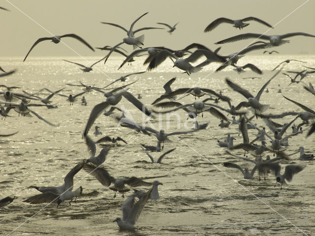 gull (Larus spec.)