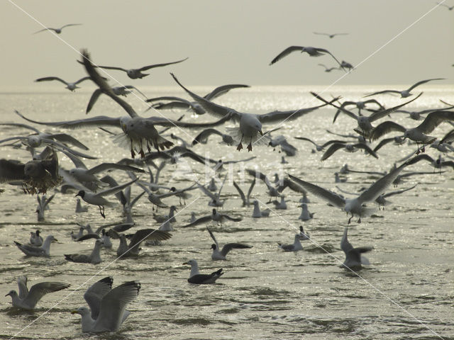 gull (Larus spec.)