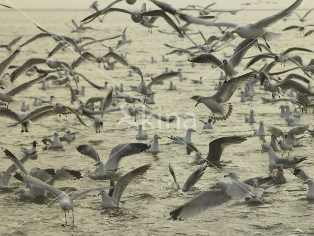 gull (Larus spec.)