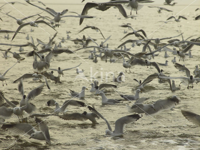 gull (Larus spec.)