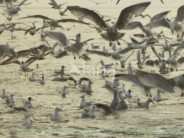 gull (Larus spec.)