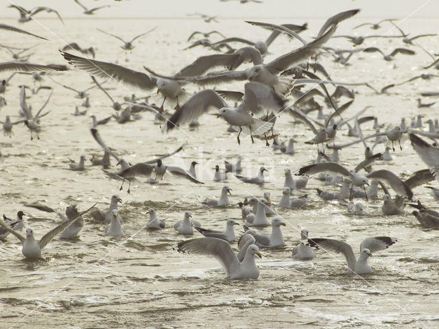 gull (Larus spec.)