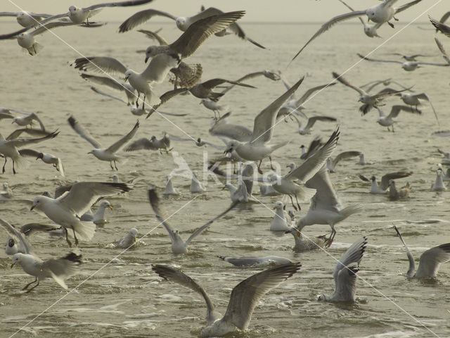 Meeuw (Larus spec.)