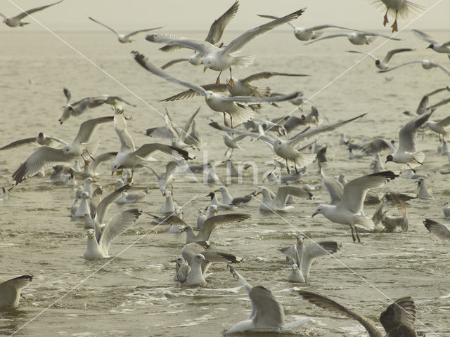 gull (Larus spec.)