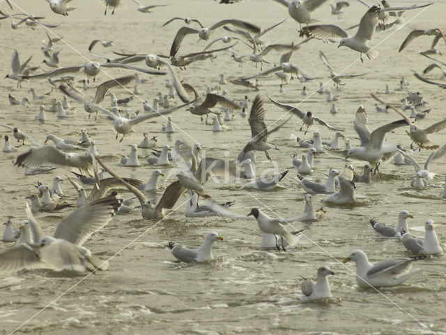 gull (Larus spec.)