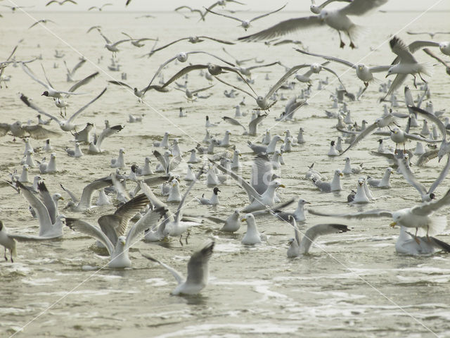 gull (Larus spec.)