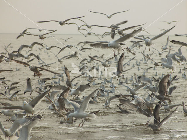 Meeuw (Larus spec.)